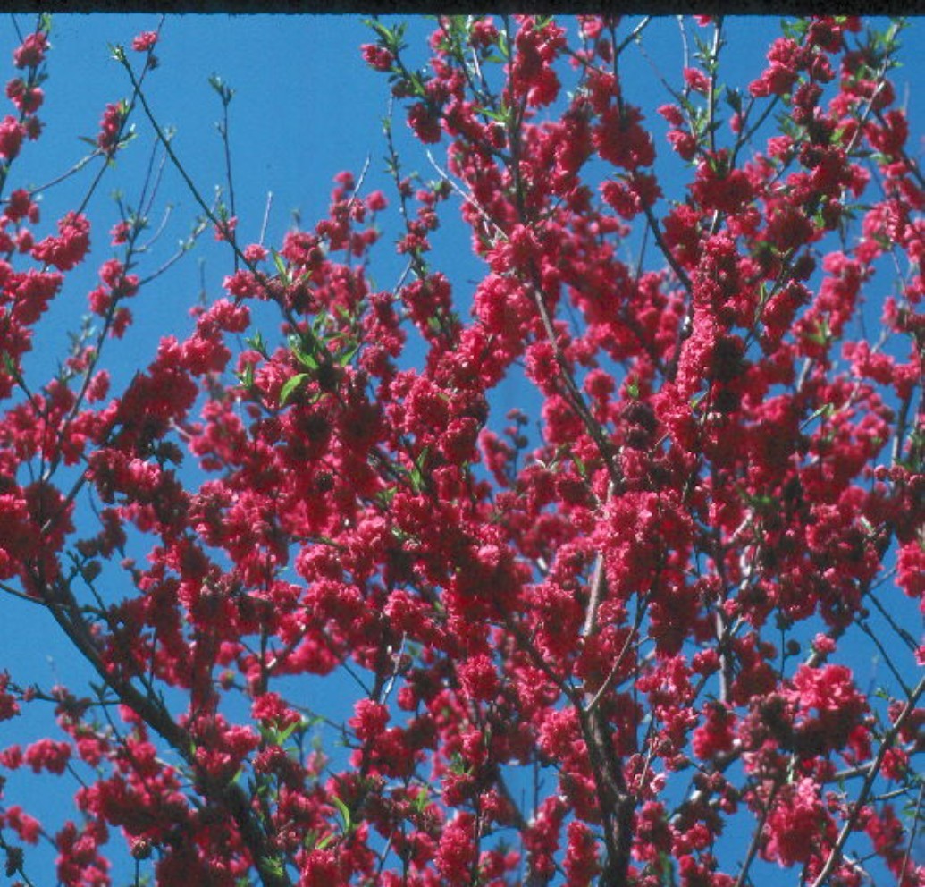 Double Red Flowering Peach Tree : Flowering and fruiting peach variety.